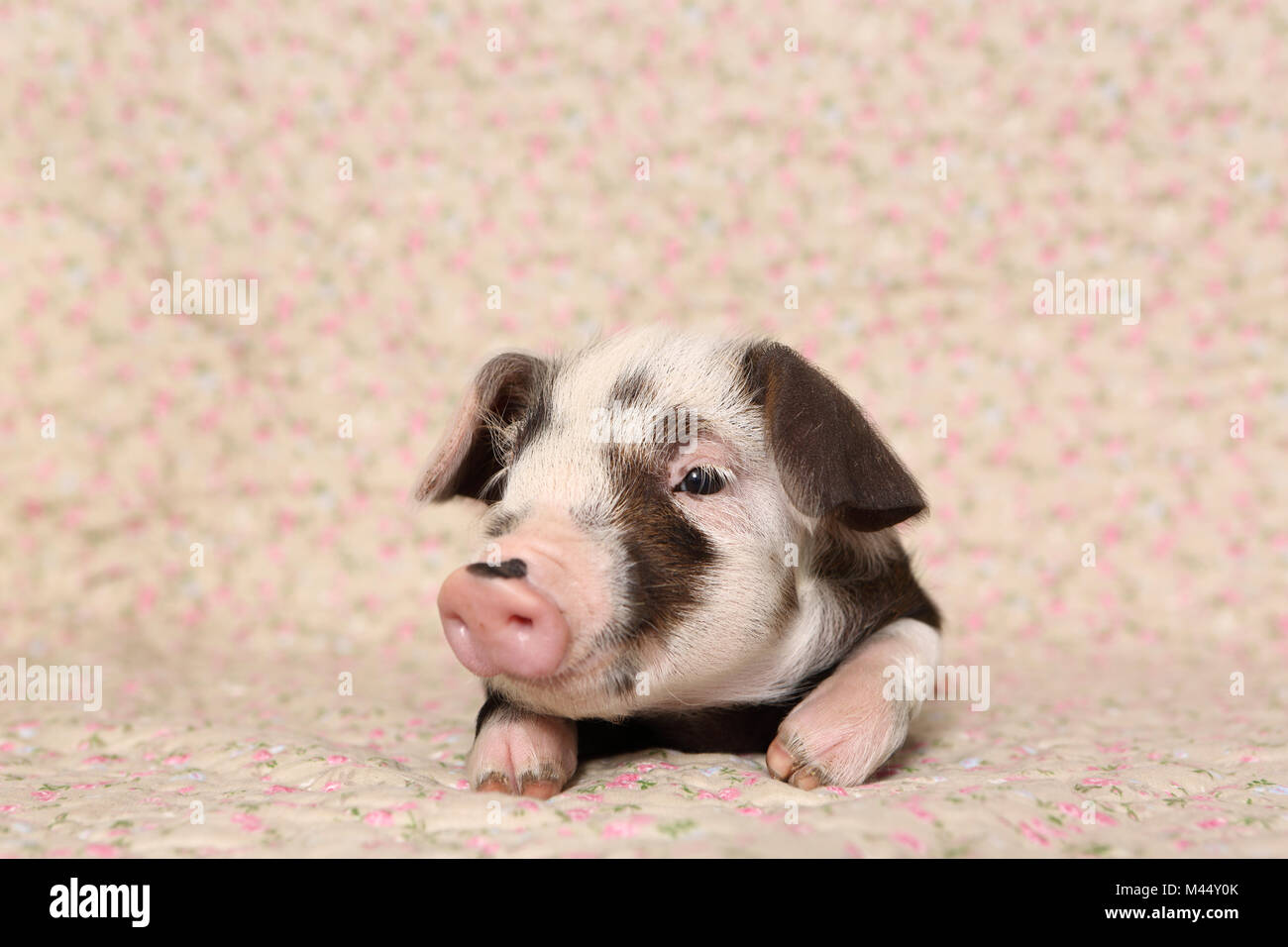 Hausschwein, Turopolje x?. Ferkel (4 Wochen alt) liegen auf einer Decke mit Blumenmuster. Studio Bild. Deutschland Stockfoto