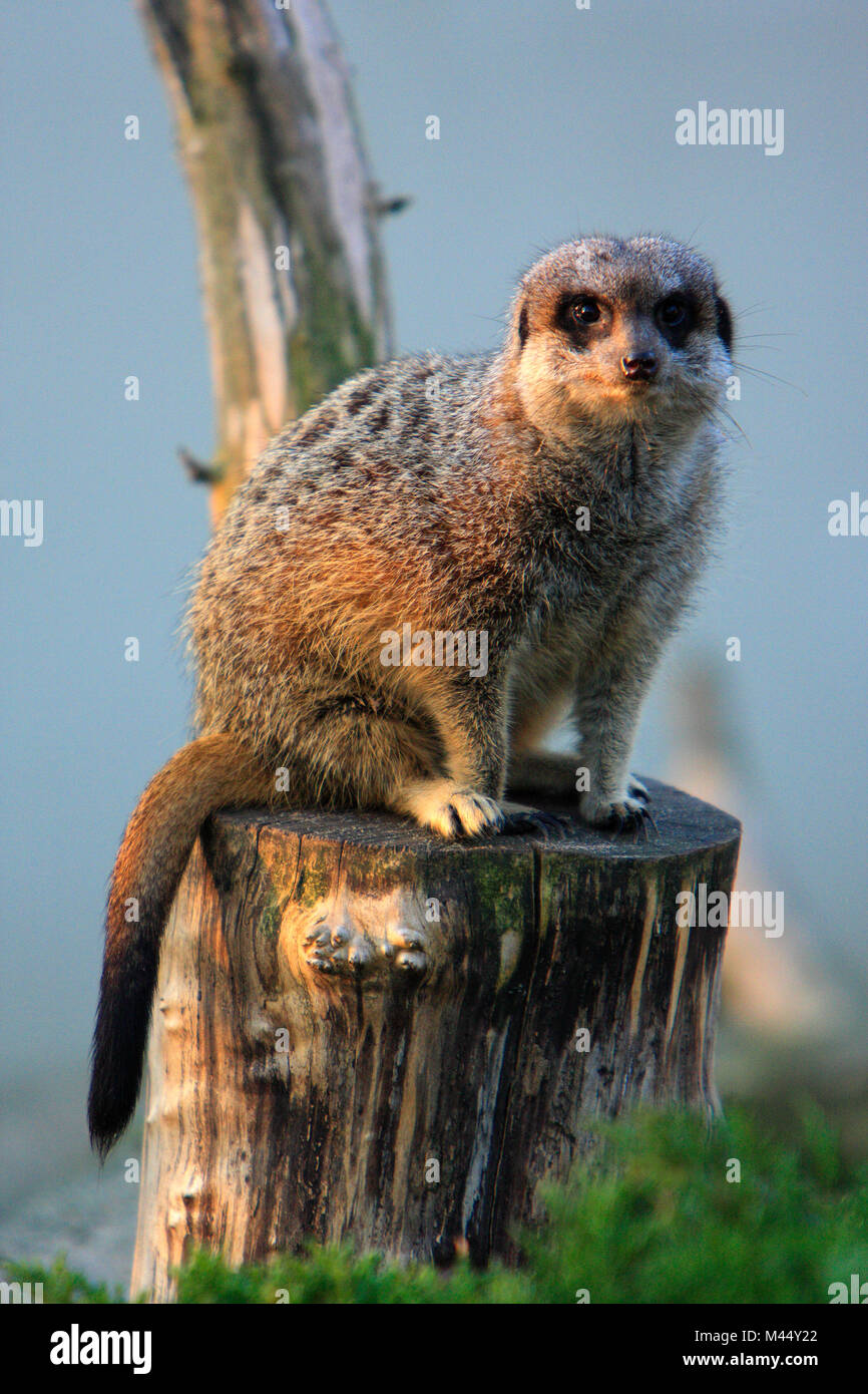 Einzelne Erwachsene Erdmännchen in zoologischen Garten Stockfoto