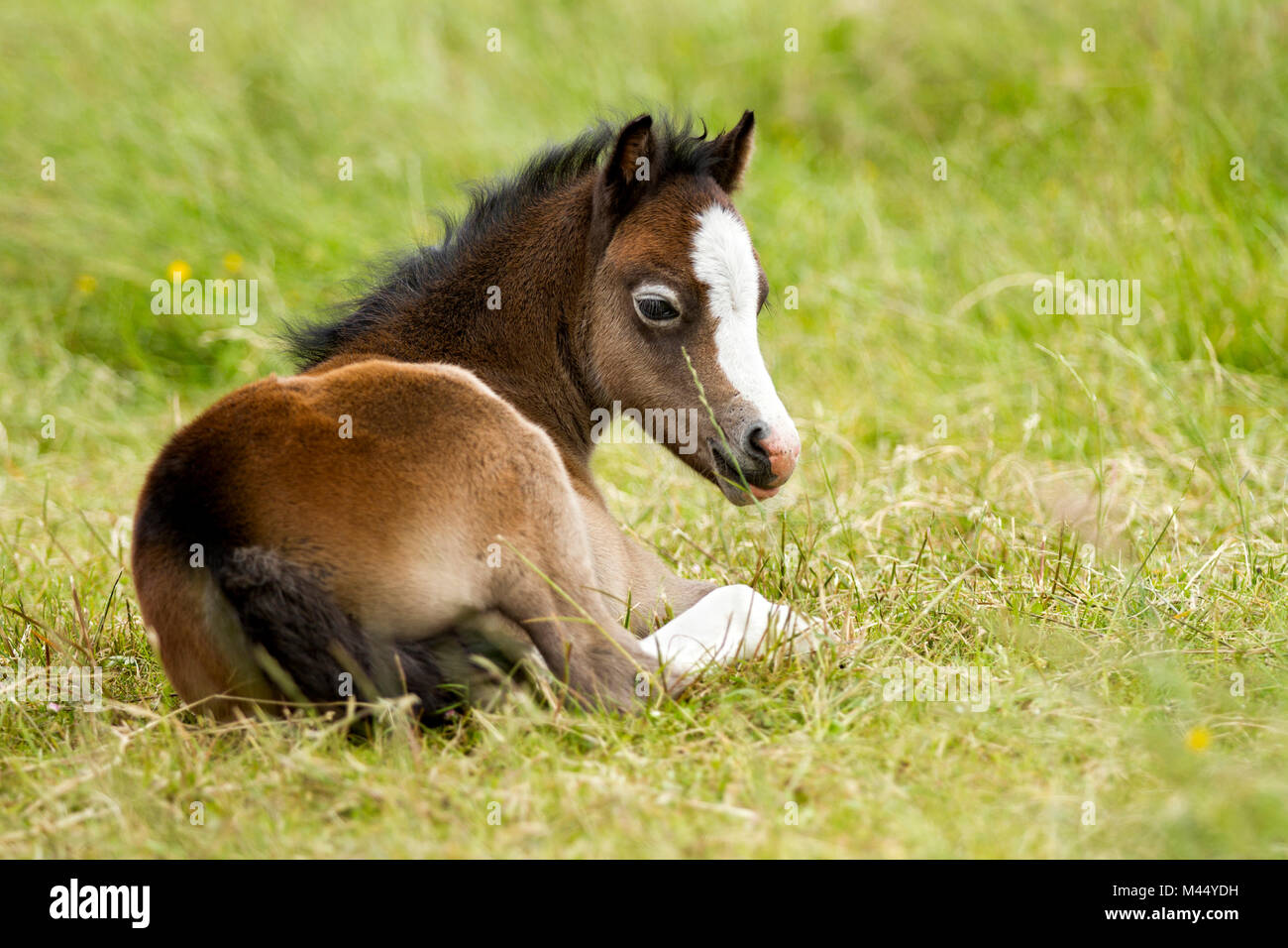 Welsh Pony. Fohlen liegend im Gras. Niederlande Stockfoto