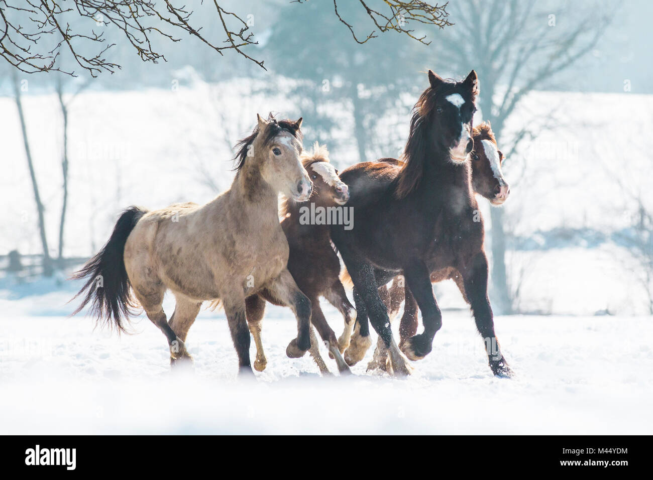 Welsh Pony. Vier Pferde verschiedener Größe und Alter Trab im Schnee. Österreich Stockfoto