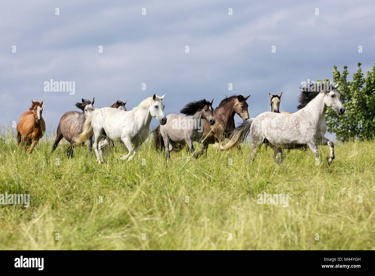 Inländische Pferd. Herde von Pferden mit verschiedenen Farben, hauptsächlich Connemaras, galoppieren durch Gras. Deutschland Stockfoto