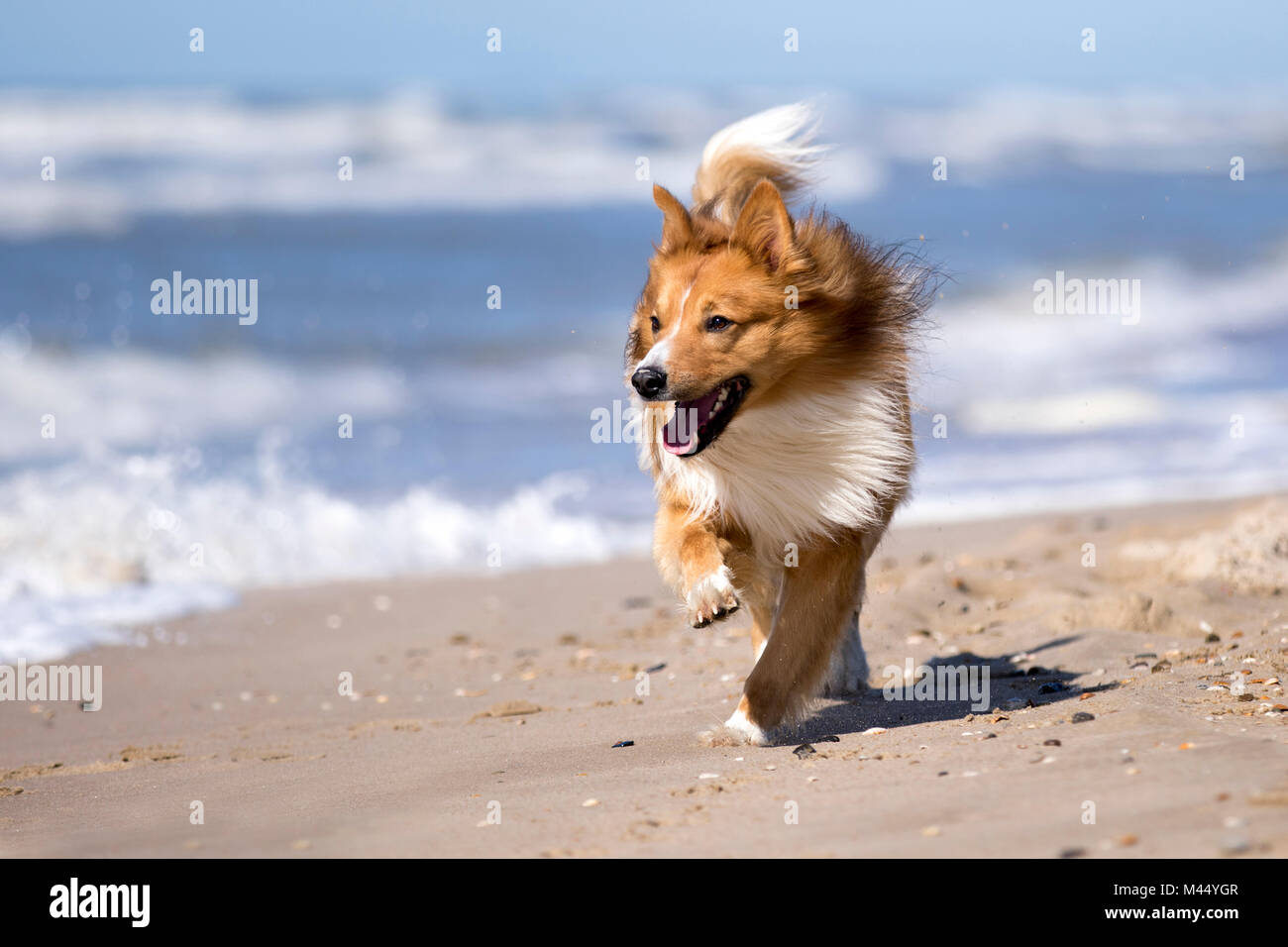 Gemischt - Rasse Hund (Border Collie x Scotch Terrier ) laufen am Strand. Niederlande Stockfoto