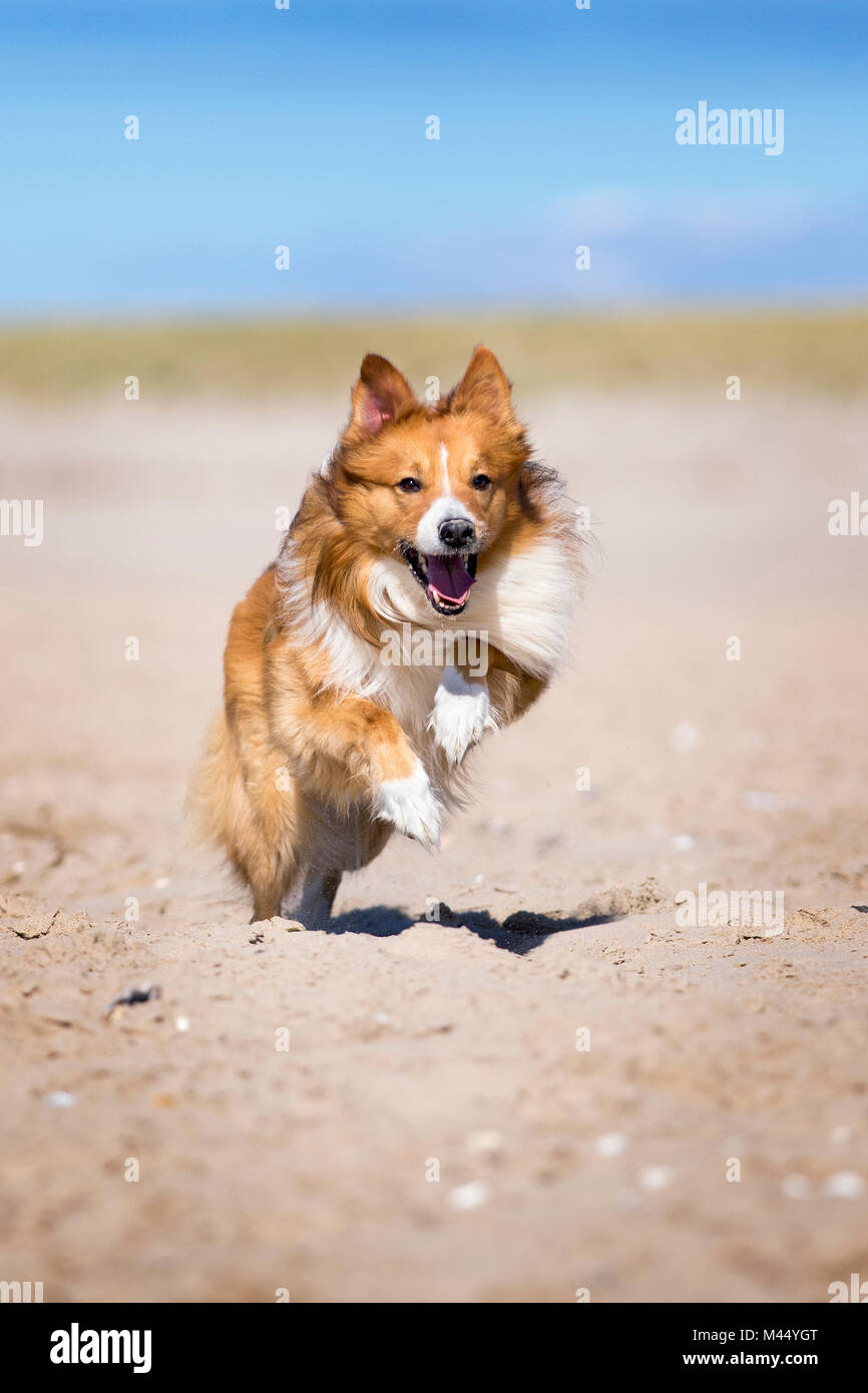 Gemischt - Rasse Hund (Border Collie x Scotch Terrier ) laufen am Strand. Niederlande Stockfoto