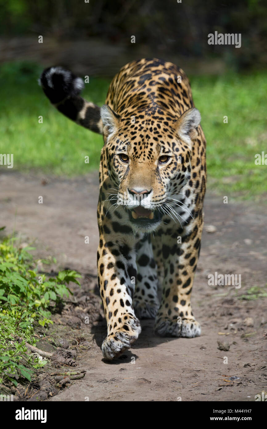 Jaguar (Panthera onca). Nach wandern in einem Zoo. Deutschland Stockfoto