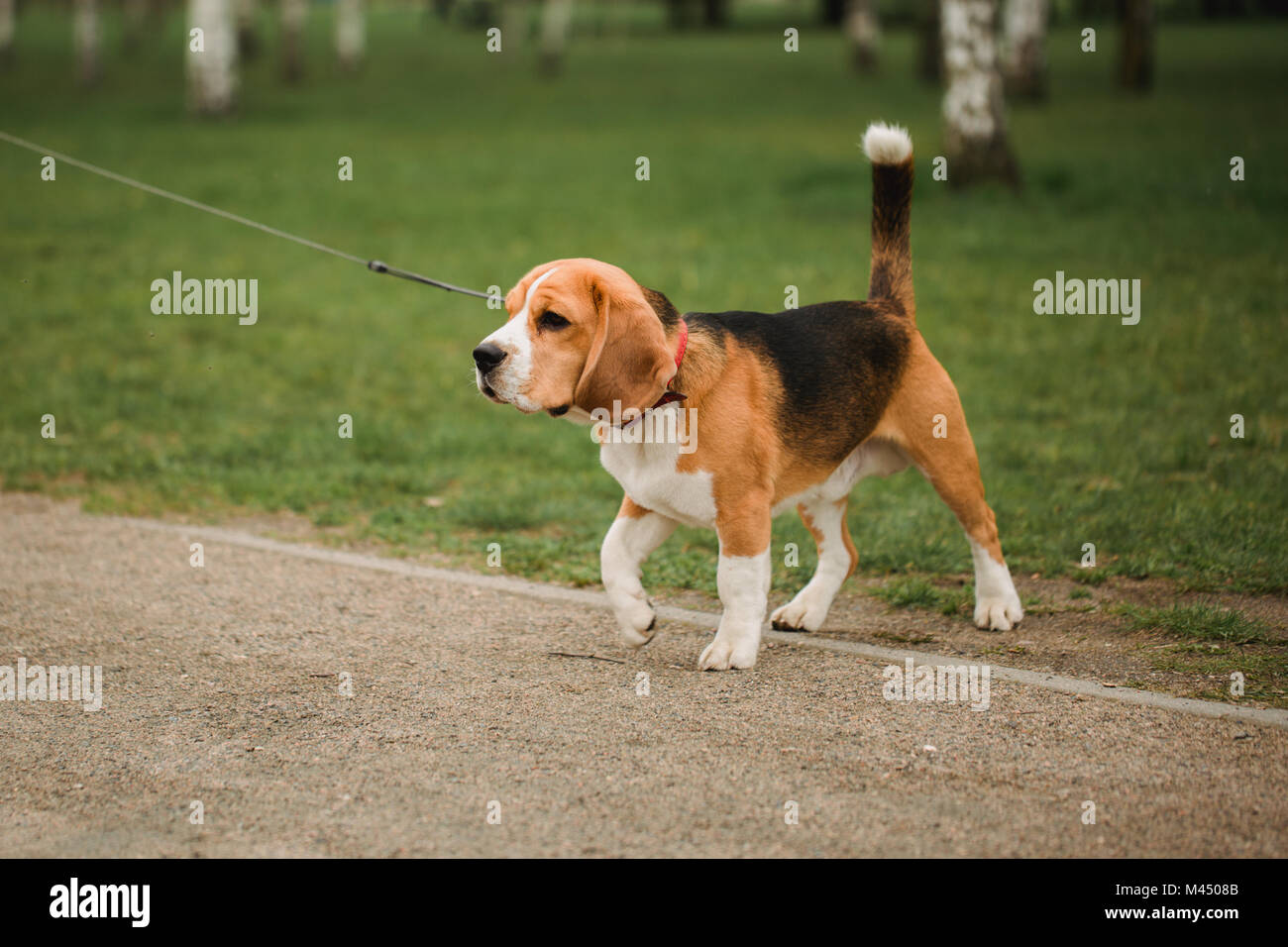 Hund Beagle Welpen spielen im Park. Gehorsam Haustier an der Leine. Stockfoto