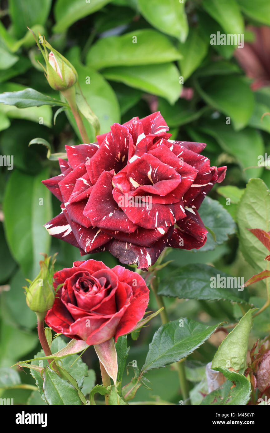 Abrakadabra Hybrid Tea Rose in voller Blüte Stockfoto