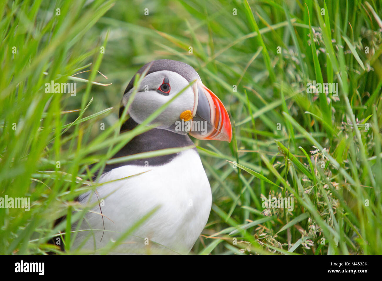 Gemeinsame Papageitaucher Gras, Borgarfjordur Eystri, Austurland, Ost Island, Island Stockfoto