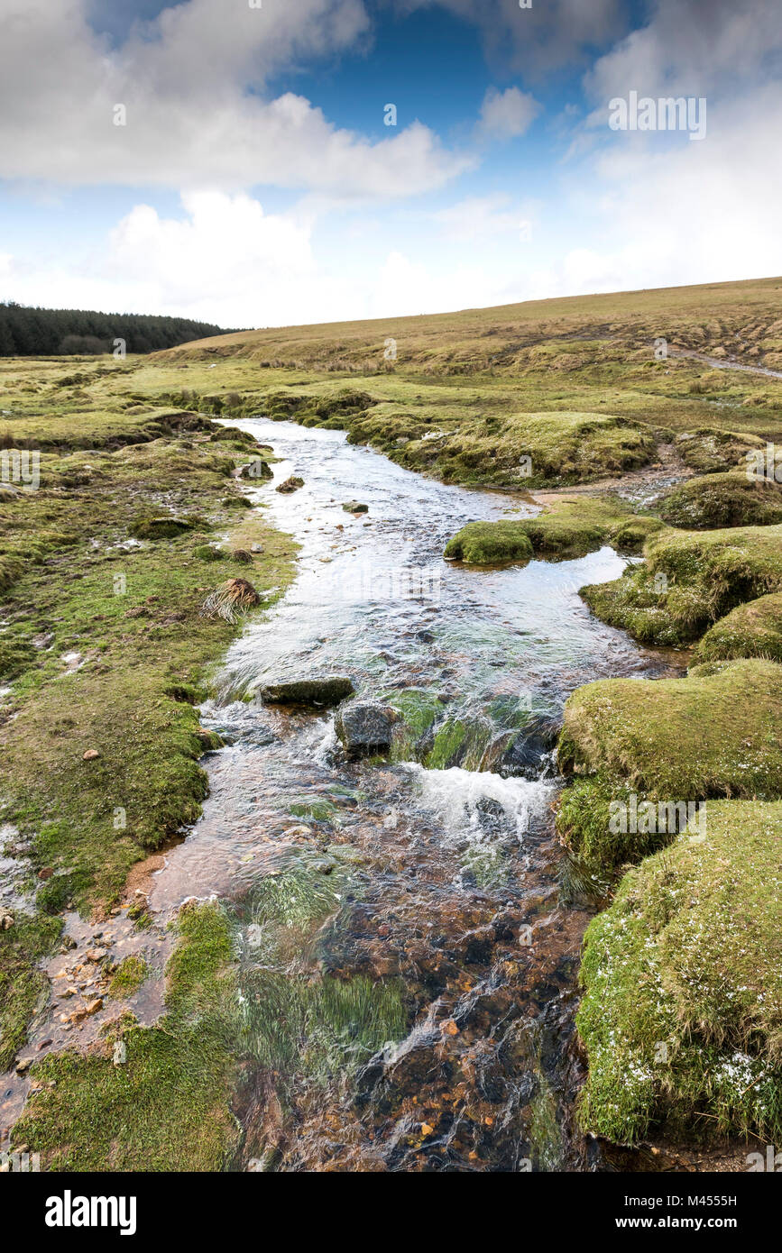 Einen Stream über das Moor auf rauen Tor auf Bodmin Moor in Cornwall fließt. Stockfoto