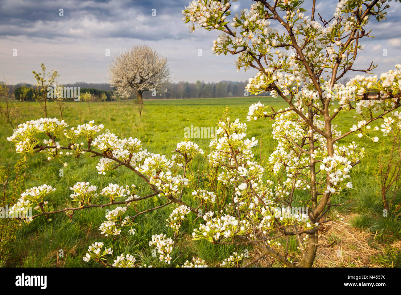 Kirschbäume bilden natürliche Rahmen in einem Frühling, Provinz Como, Lombardei, Italien, Europa Stockfoto