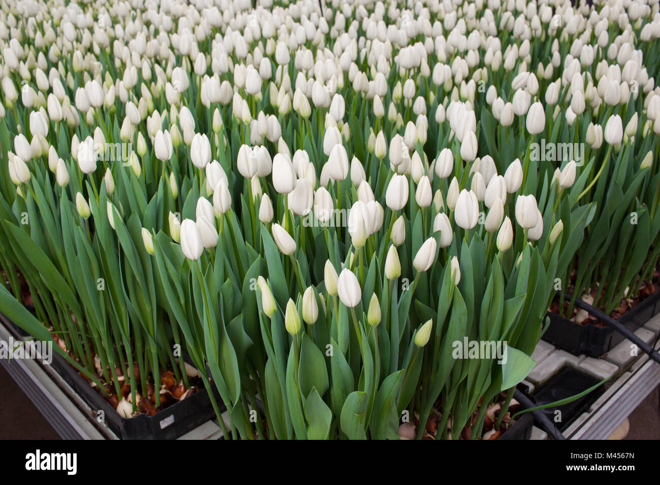 Plantage mit Blumen Tulpen Stockfoto