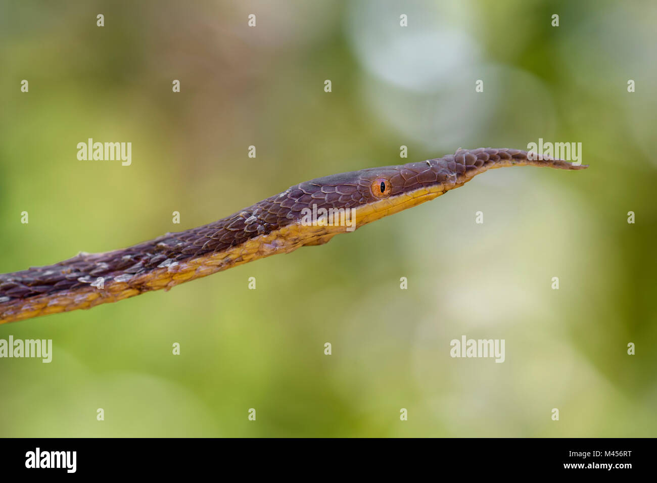 Madagassischen Leaf-gerochene Schlange - Langaha madagascariensis, Madagaskar tropischen Wald. Camouflage. Endemische Schlange. Stockfoto