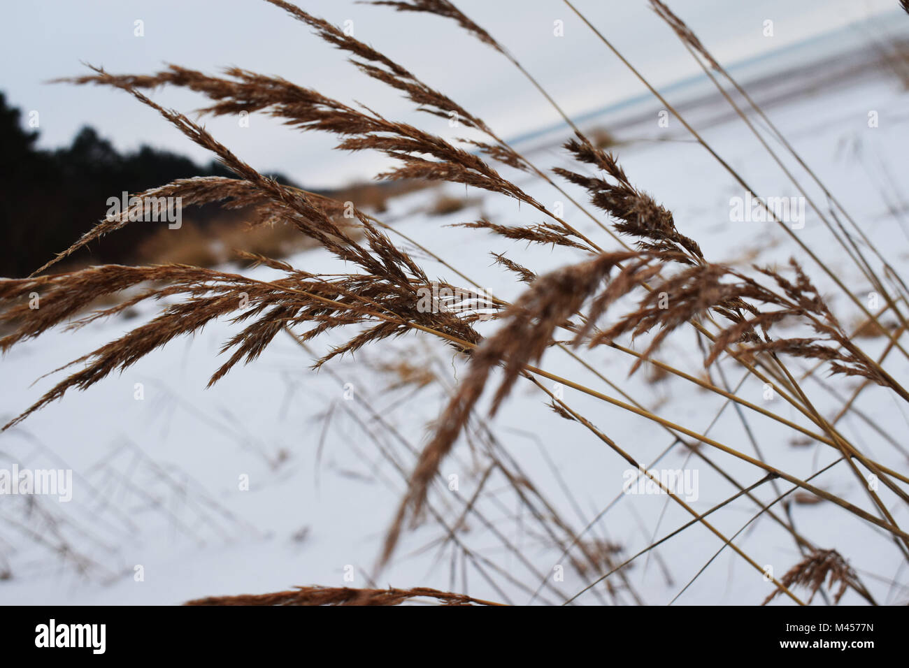 Noch lebende Pflanzen Stockfoto