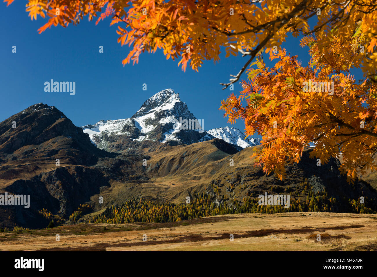 Piz Platta durch gelbe Blätter im Herbst in der Nähe der Alp Flix gerahmt, Kanton Graubünden, Schweiz Stockfoto