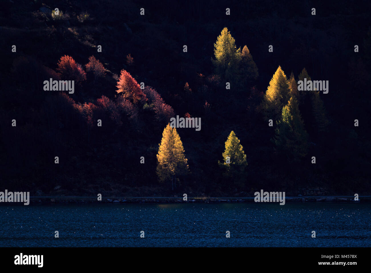 Sonnenlicht auf einzelnen Bäumen am Ufer des Lej da Sils im Herbst, Maloja, Engadin, Kanton Graubünden, Schweiz Stockfoto