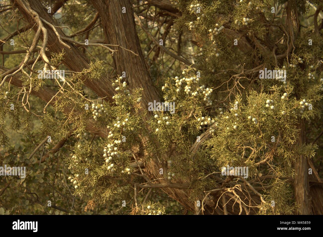 Junge, Unreife Wacholderbeeren auf einem großen knorrigen Baum in Sedona, Arizona Stockfoto