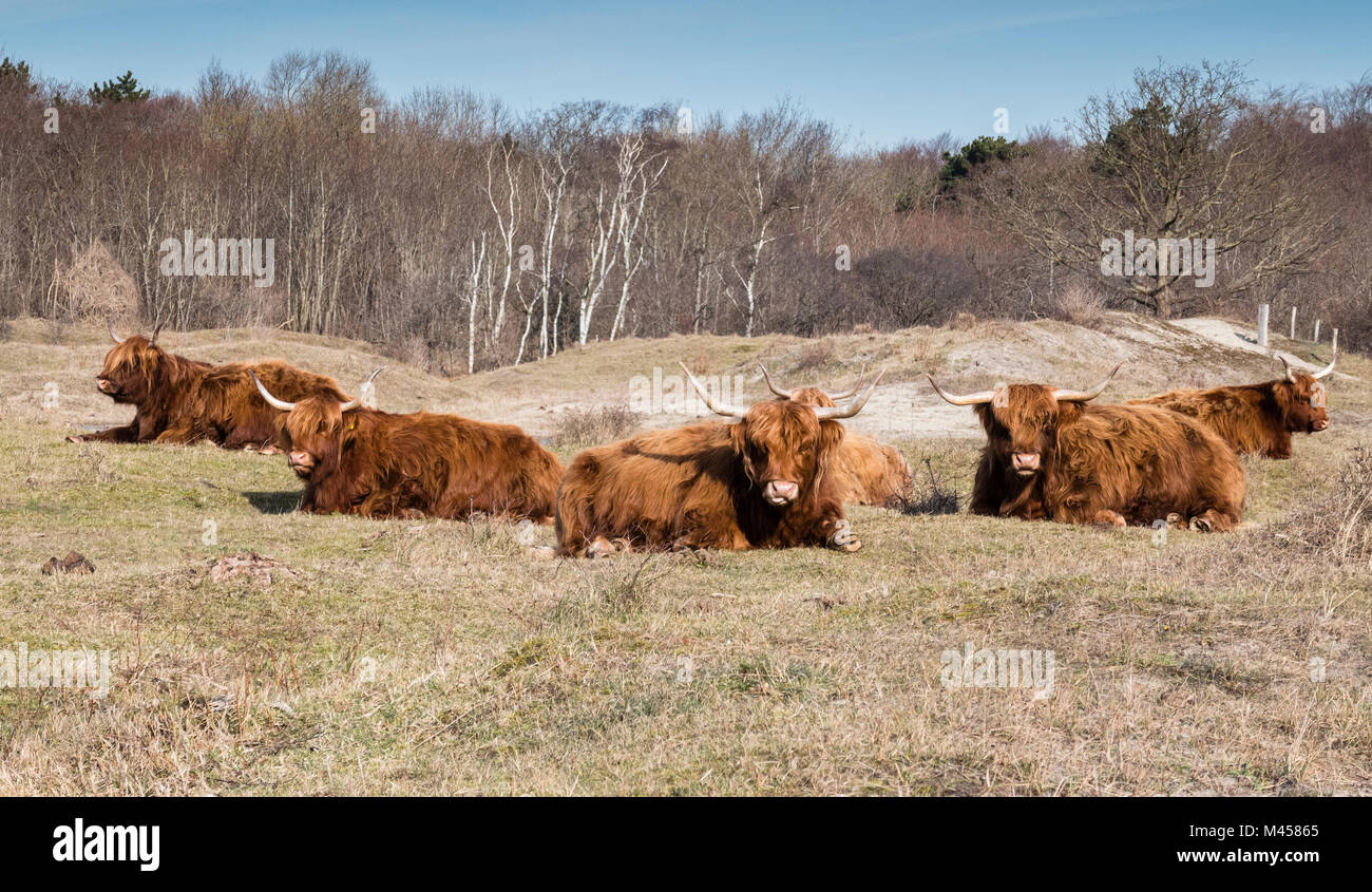 Galloways in der Natur in Holland, diese Tiere in freier Wildbahn in den Holländischen Dünen die natürliche Umgebung zu erhalten Stockfoto