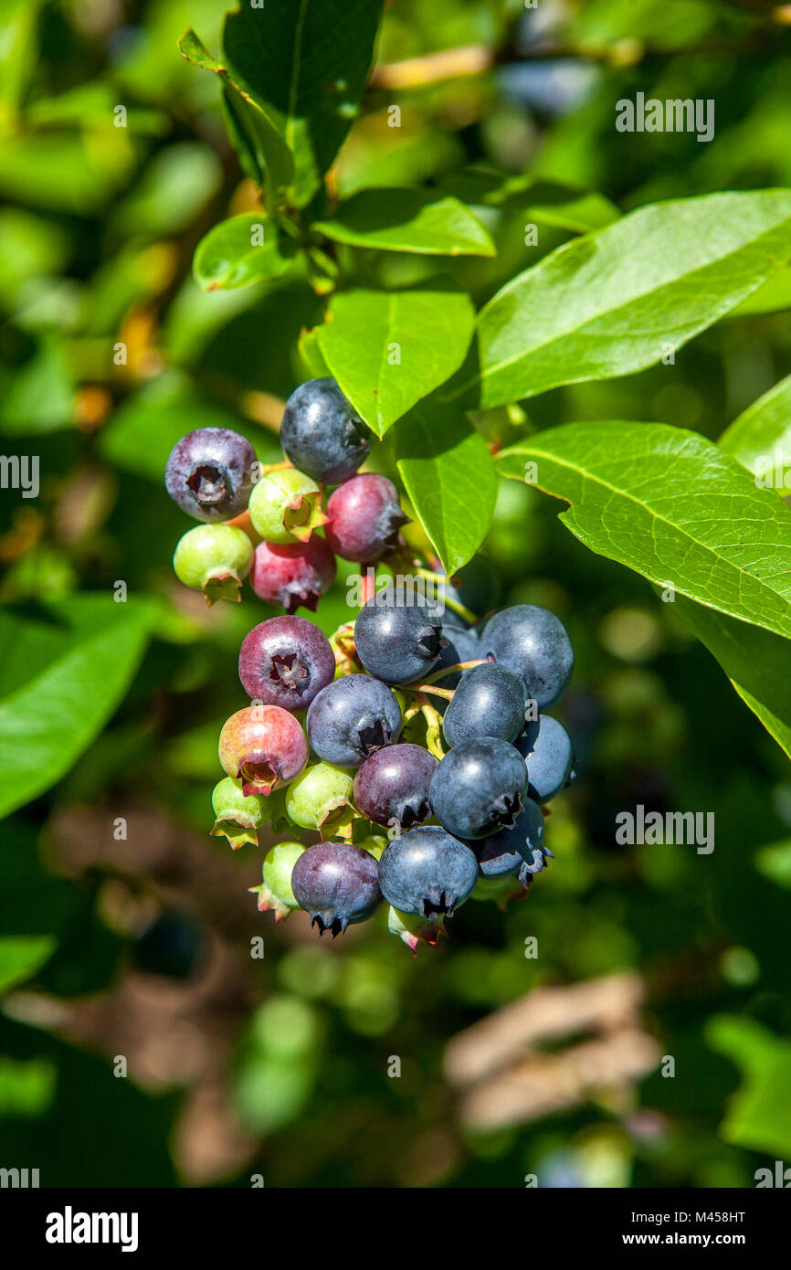 Nahaufnahme eines Clusters von Blaubeeren, Vaccinium corymbosum, in verschiedenen Phasen der Reifung in einem Pick-up-Ihr-eigene Home Business in New Hampshire, USA. Stockfoto