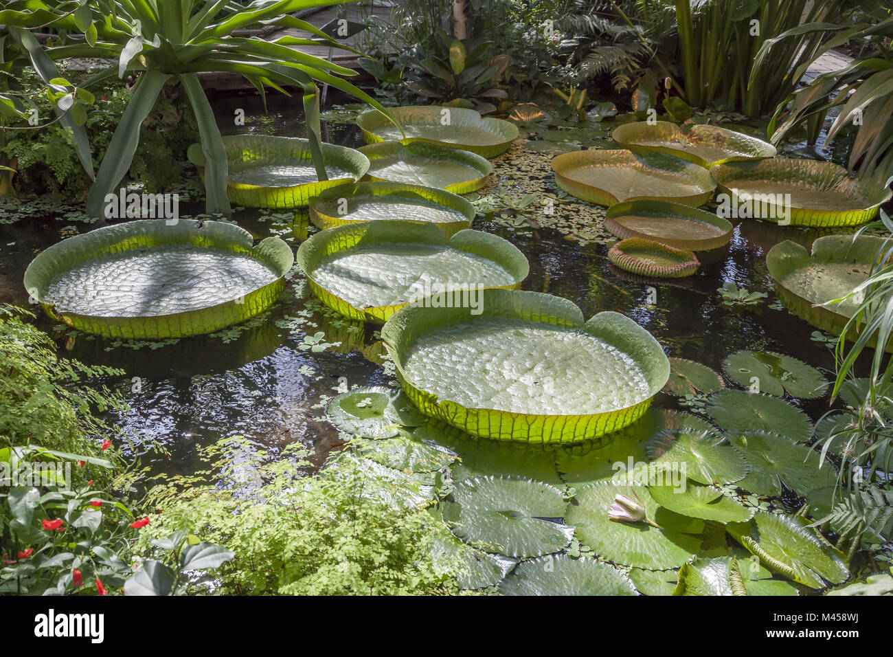 Victoria amazonica, Giant waterlily, Amazon Wasser Stockfoto