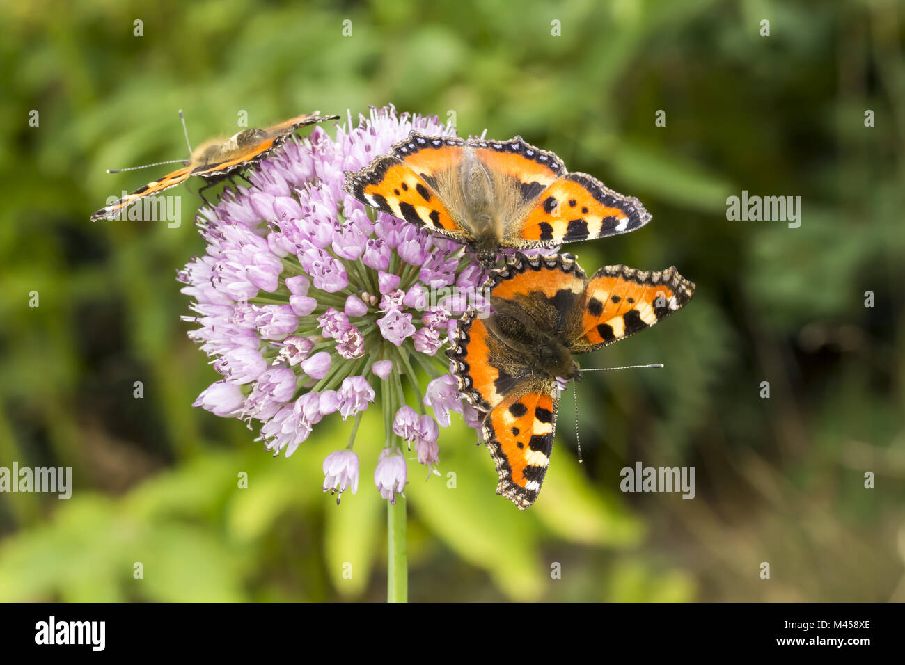 Nymphalis urticae, Kleiner Fuchs, Deutschland Stockfoto