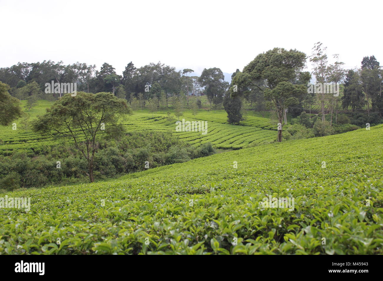 BANDUNG, Indonesien. Malabar Tee Plantage in Pangalengan, Bandung, West Java, Indonesien. Stockfoto