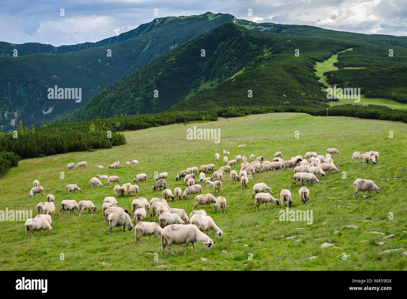 Almen im Nationalpark Retezat, Karpaten, Rumänien. Stockfoto