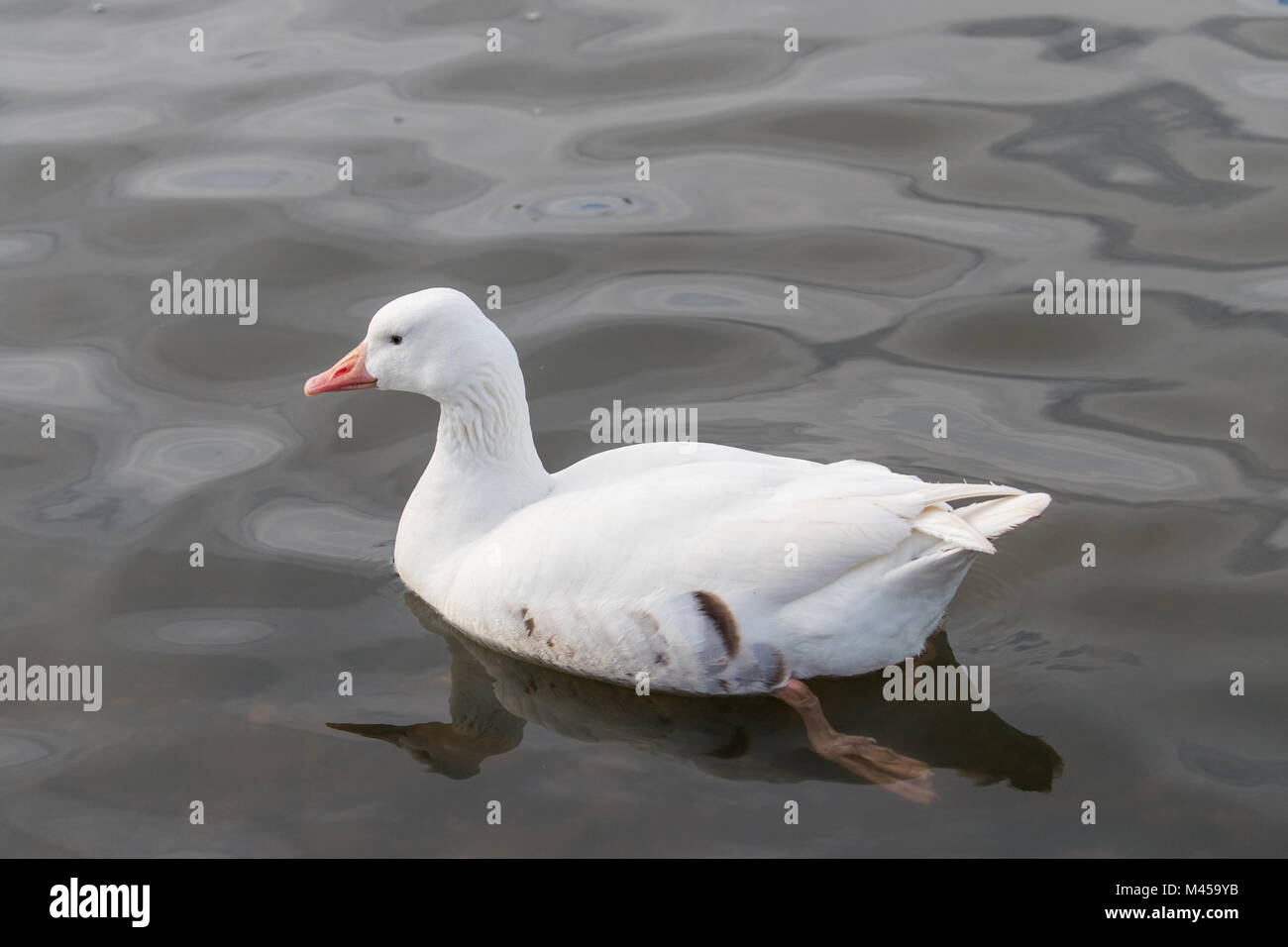 Schnee (Weiß) Goose (Anser Caerulescens) Schwimmen in der Nähe. Stockfoto