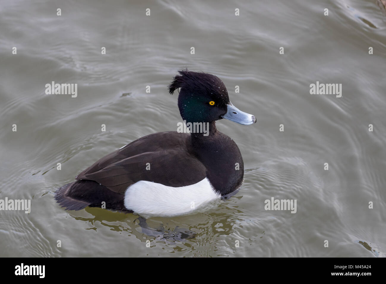 Reiherente (Aythya fuligula) Schwimmen in der Nähe von Stockfoto