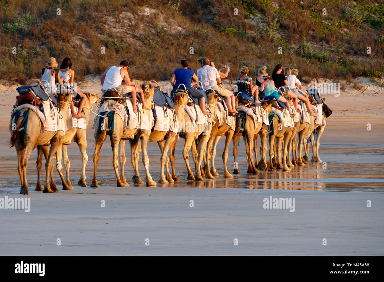 Kamele, die von Touristen am Cable Beach, Broome, West Kimberley, Western Australia geritten wird, Stockfoto