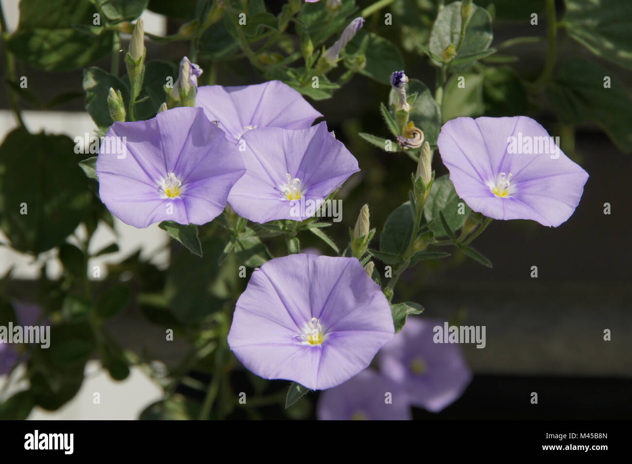 Convulvulus sabatius Blaue Mauritius, Blue Mountain bindweed Stockfoto