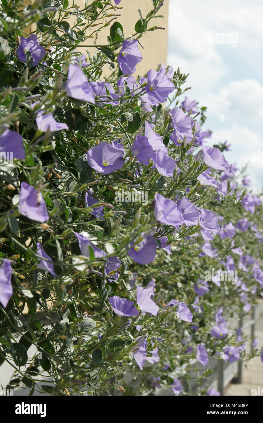 Convulvulus sabatius Blaue Mauritius, Blue Mountain bindweed Stockfoto