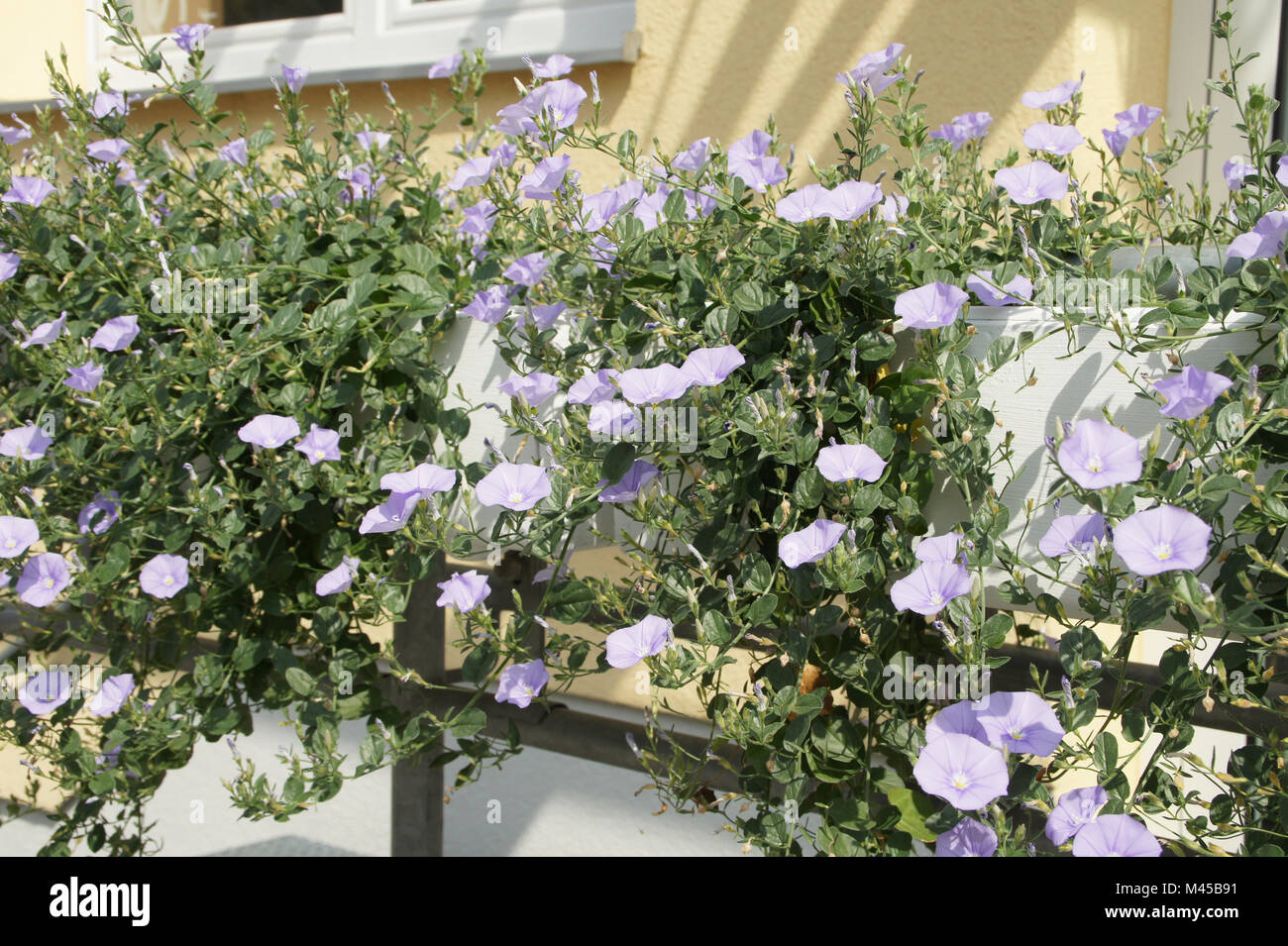 Convolvulus sabatius Blaue Mauritius, Blue Mountain bindweed Stockfoto