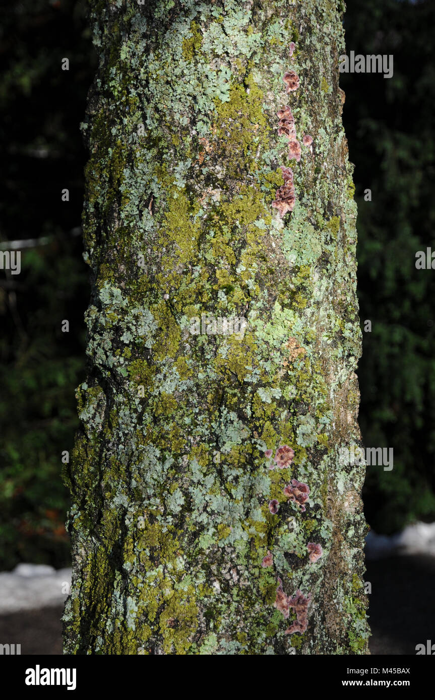 Birke Betula pubescens, Sumpf, Rinde mit Flechten Stockfoto