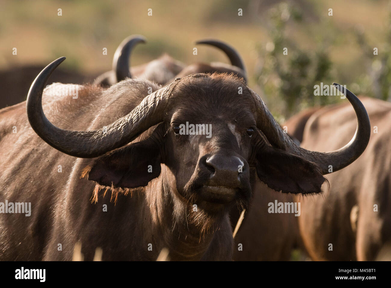 Portrait von ein afrikanischer Büffel (Syncerus Caffer), Tsavo, Kenia, Afrika Stockfoto