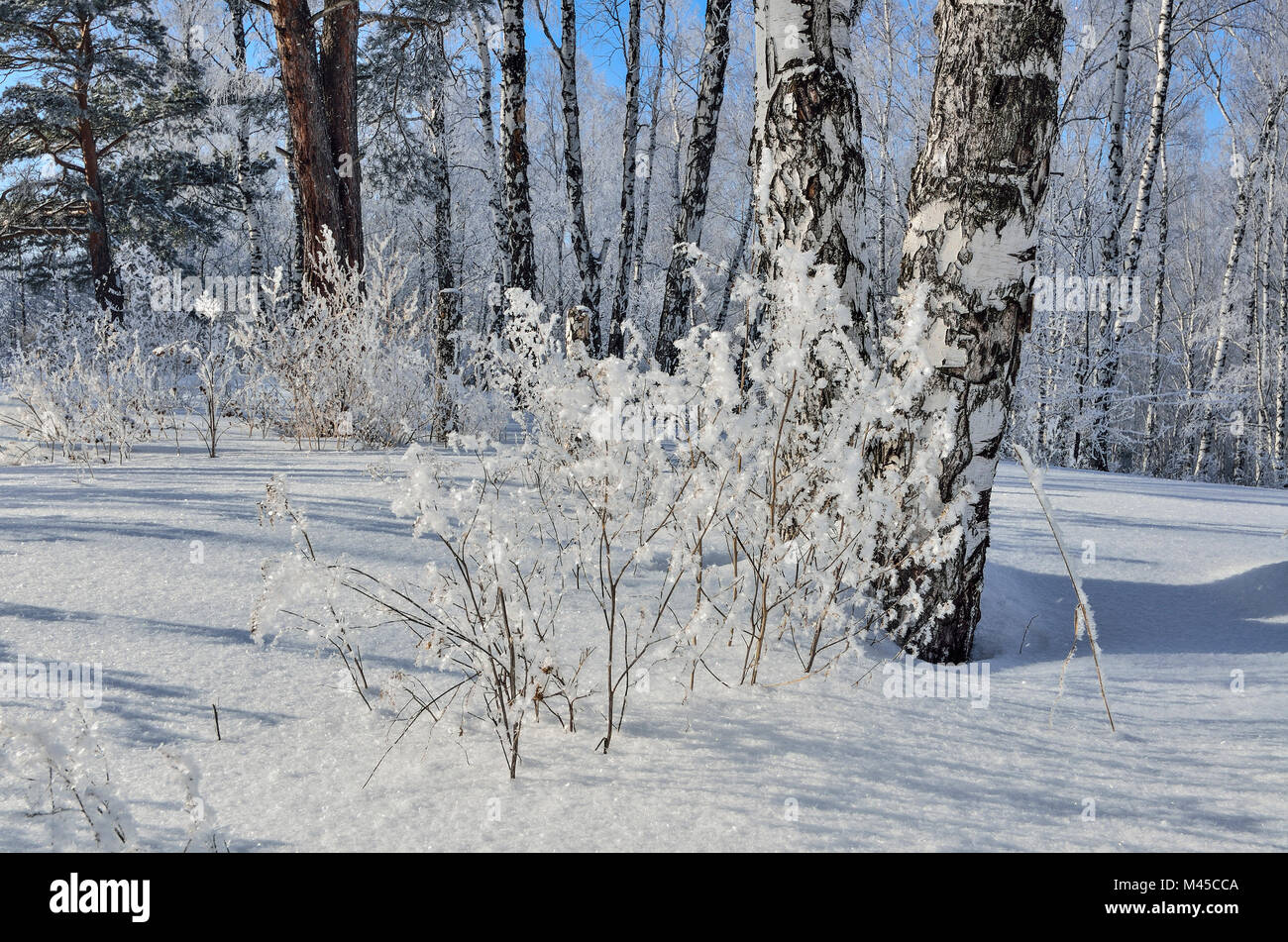 Snowy Birke Wald, wo die Bäume, Zweige, Sträucher, trockenes Gras mit Raureif und flauschigen Schnee bedeckt - malerische Winterlandschaft bei schönem Wetter Stockfoto