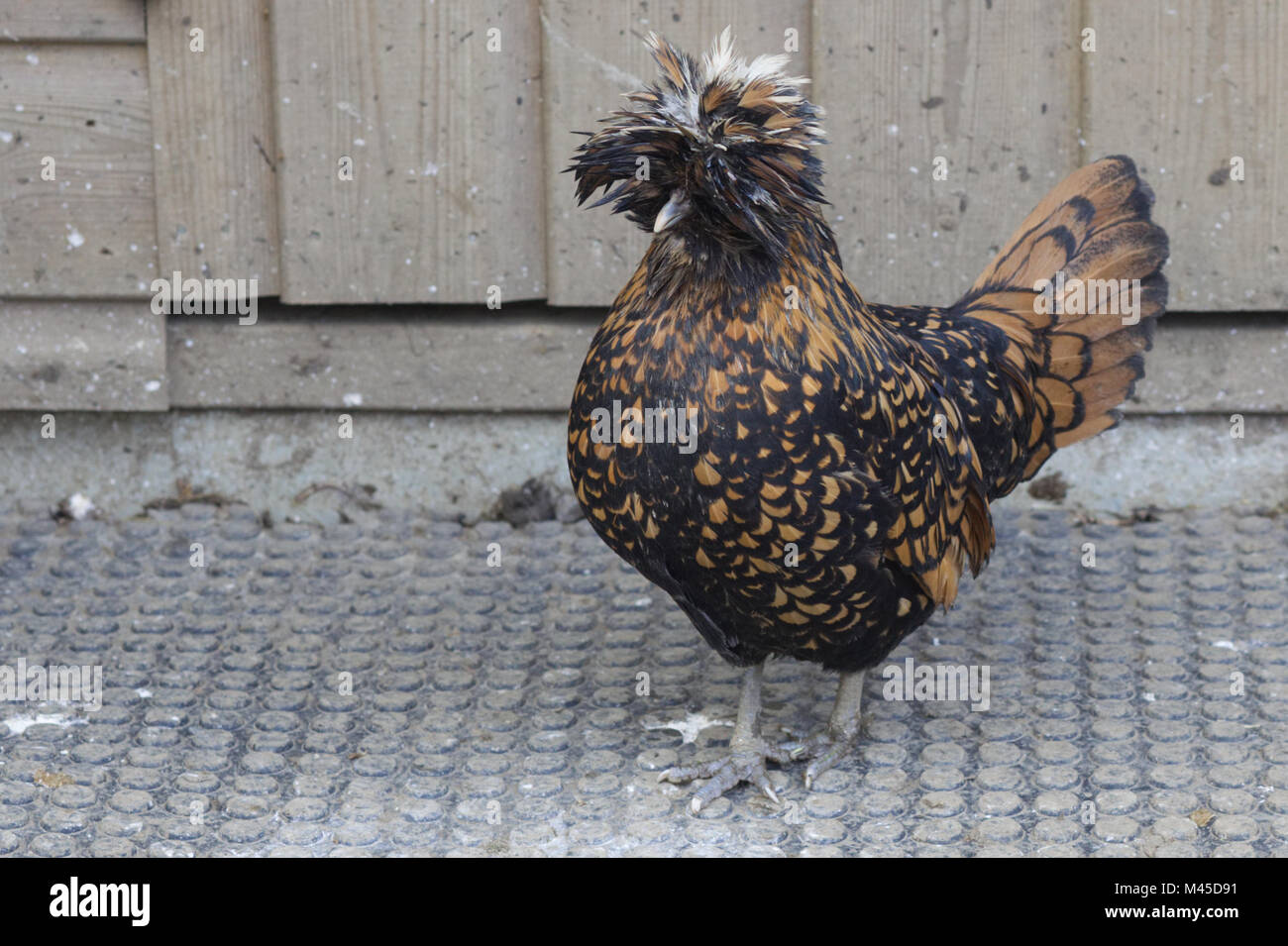 Funky Chicken suchen Stockfoto