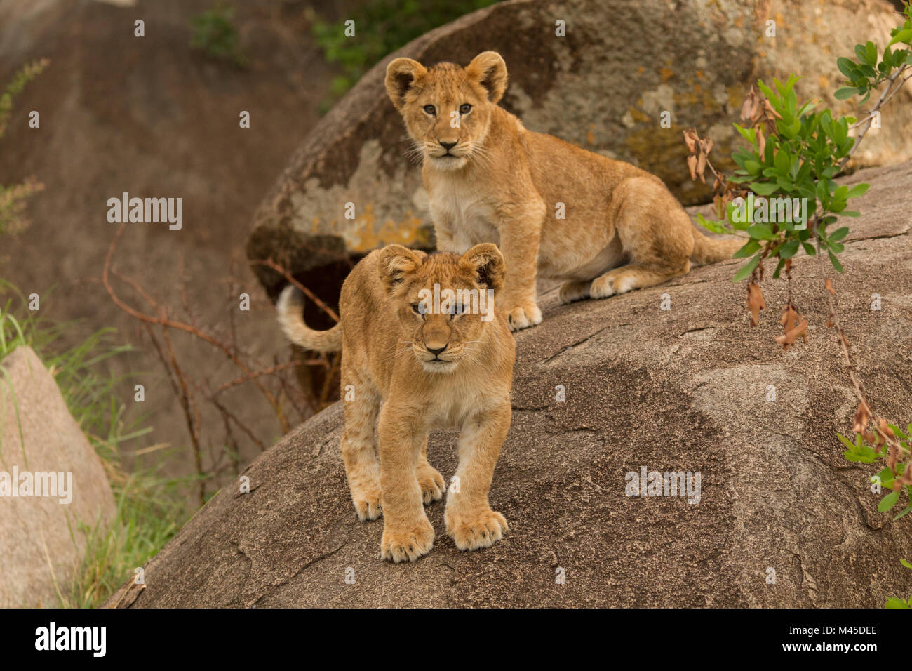 Zwei Löwinnen (Panthera leo), stehen auf Rock, Serengeti National Park, Robanda, Tansania, Afrika Stockfoto