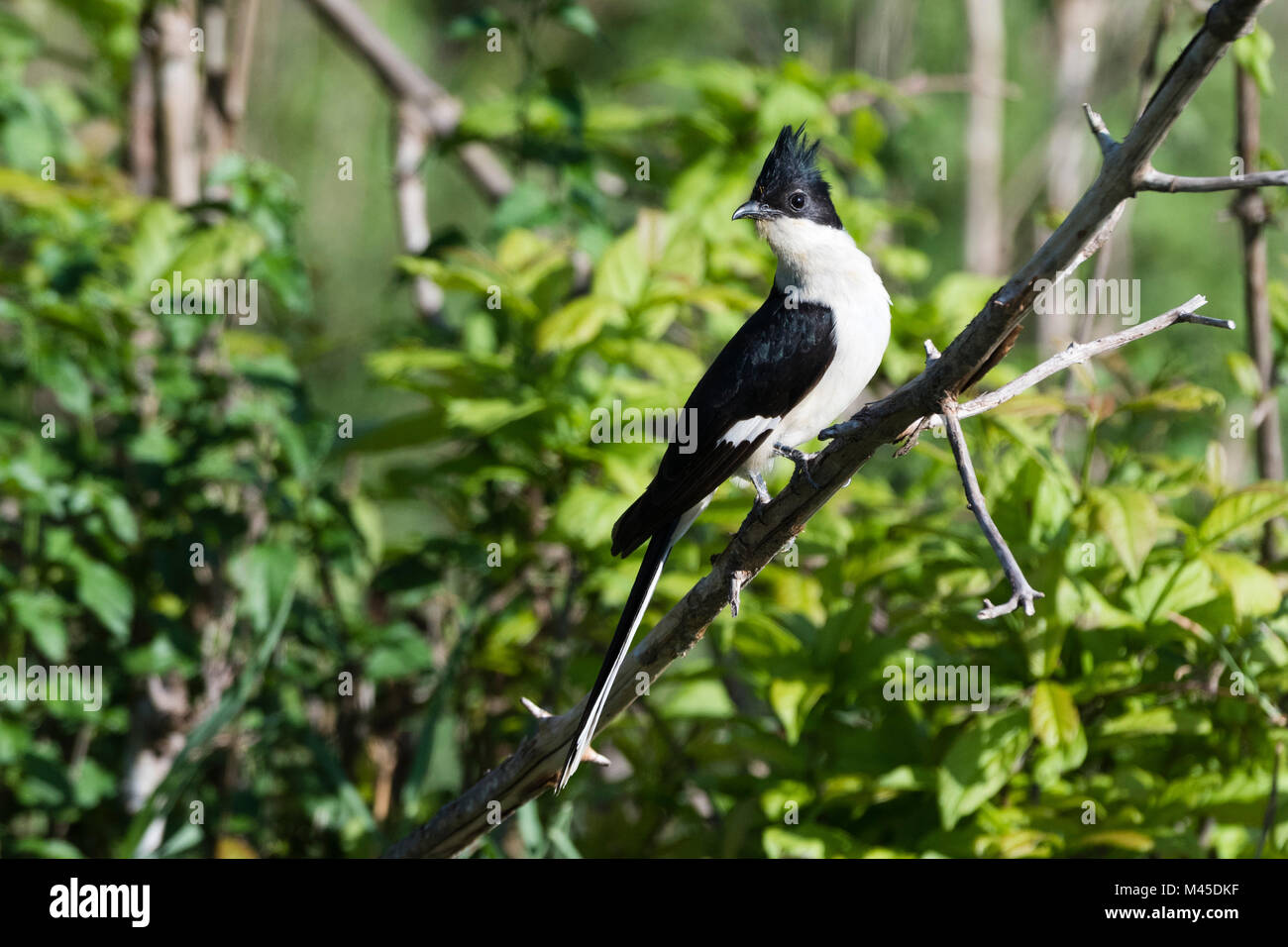 Eine schwarze und weiße Kuckuck (Oxylophus jacobinus) auf Ast, Tsavo, Kenia Stockfoto