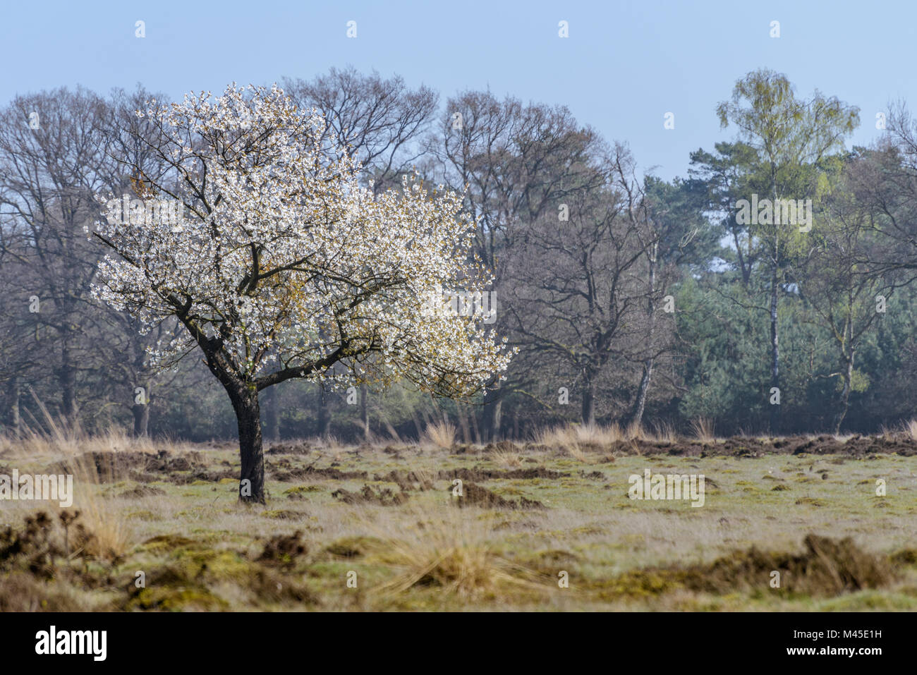 Ein obstbaum steht in voller Blüte im Frühjahr auf dem Moor am Veluwemeer in den Niederlanden. Stockfoto