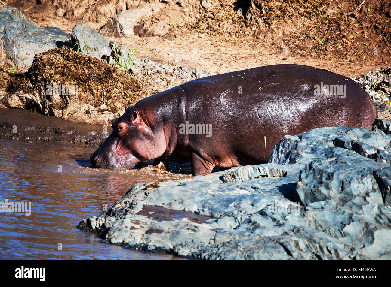 Hippo, Hippopotamus in Fluss. Serengeti, Tansania, Afrika Stockfoto