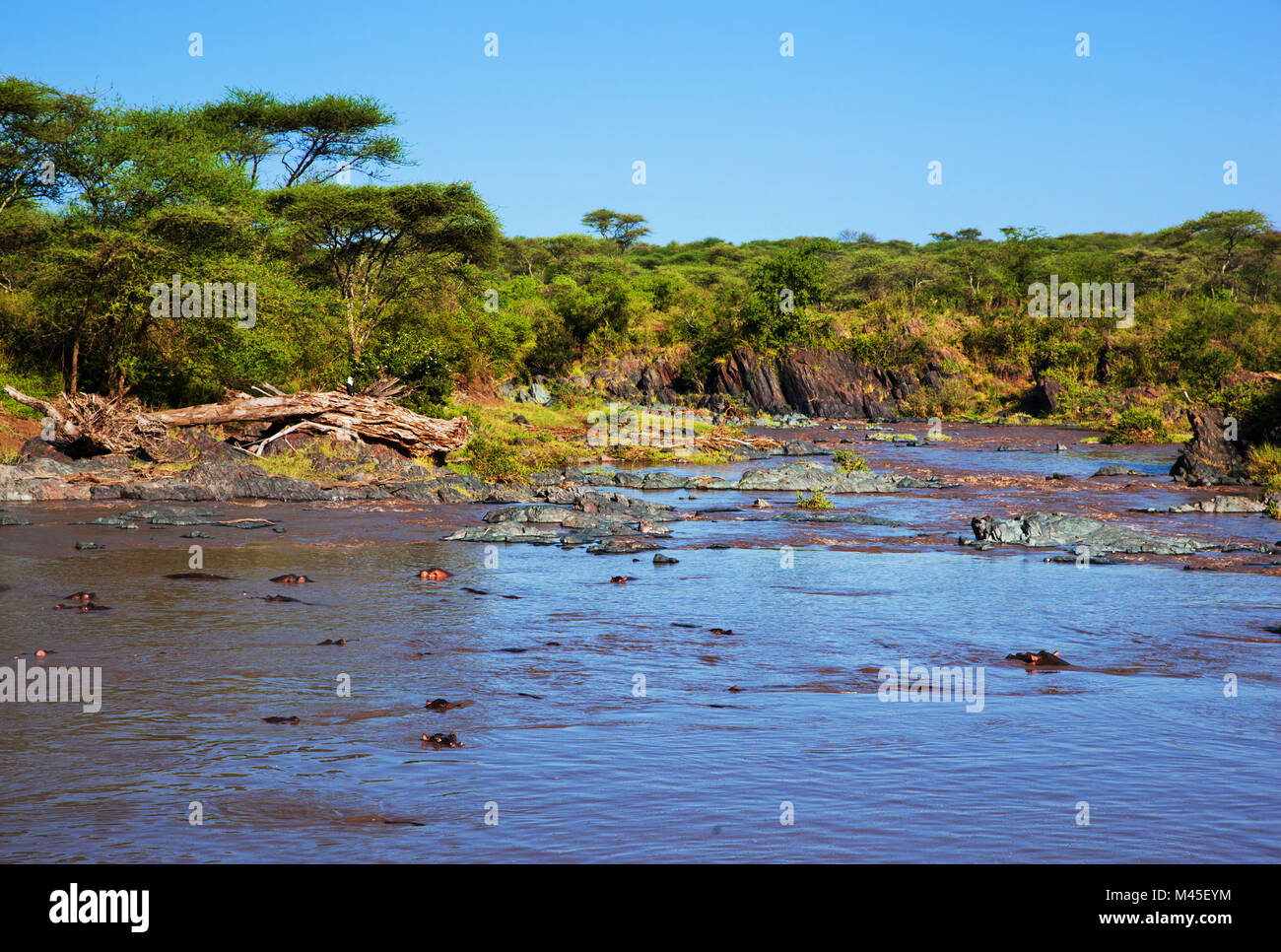 Hippo, Hippopotamus in Fluss. Serengeti, Tansania, Afrika Stockfoto