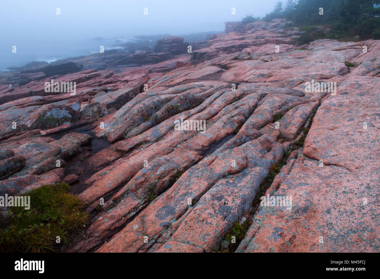 Rosa Granit entlang den Küsten der Acadia National Park, Maine Stockfoto