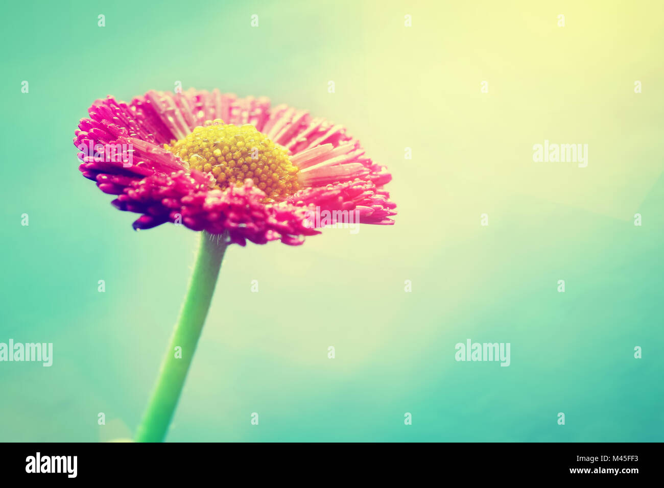 Frische daisy flower in Sun Flair. Pastellfarben, vintage Stockfoto