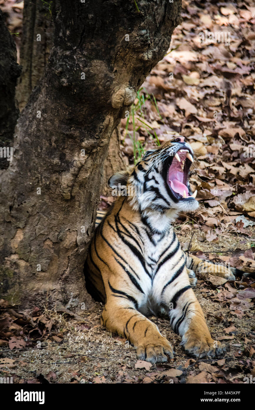 Zwei Jahre alten männlichen Bengal Tiger, Panthera tigris Tigris, gähnen mit Mund weit in Bandhavgarh Tiger Reserve, Madhya Pradesh, Indien öffnen Stockfoto