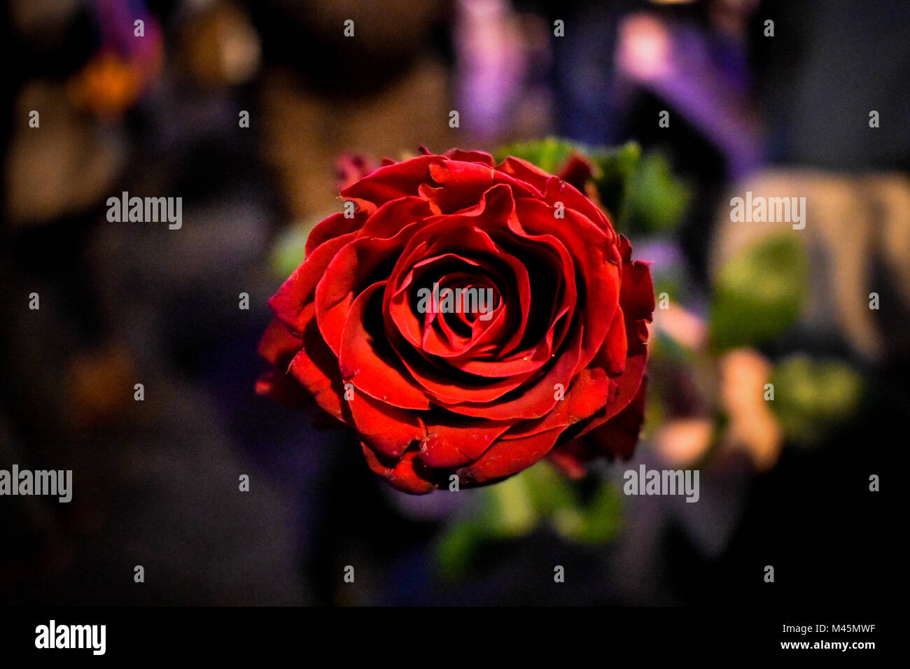 Erstaunliche rose Fotos und Bildmaterial in hoher Auflösung Alamy