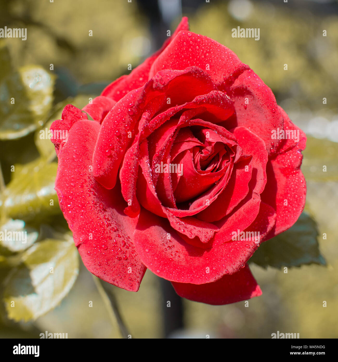 Beeindruckende rote Rose nach einer Dusche Stockfoto
