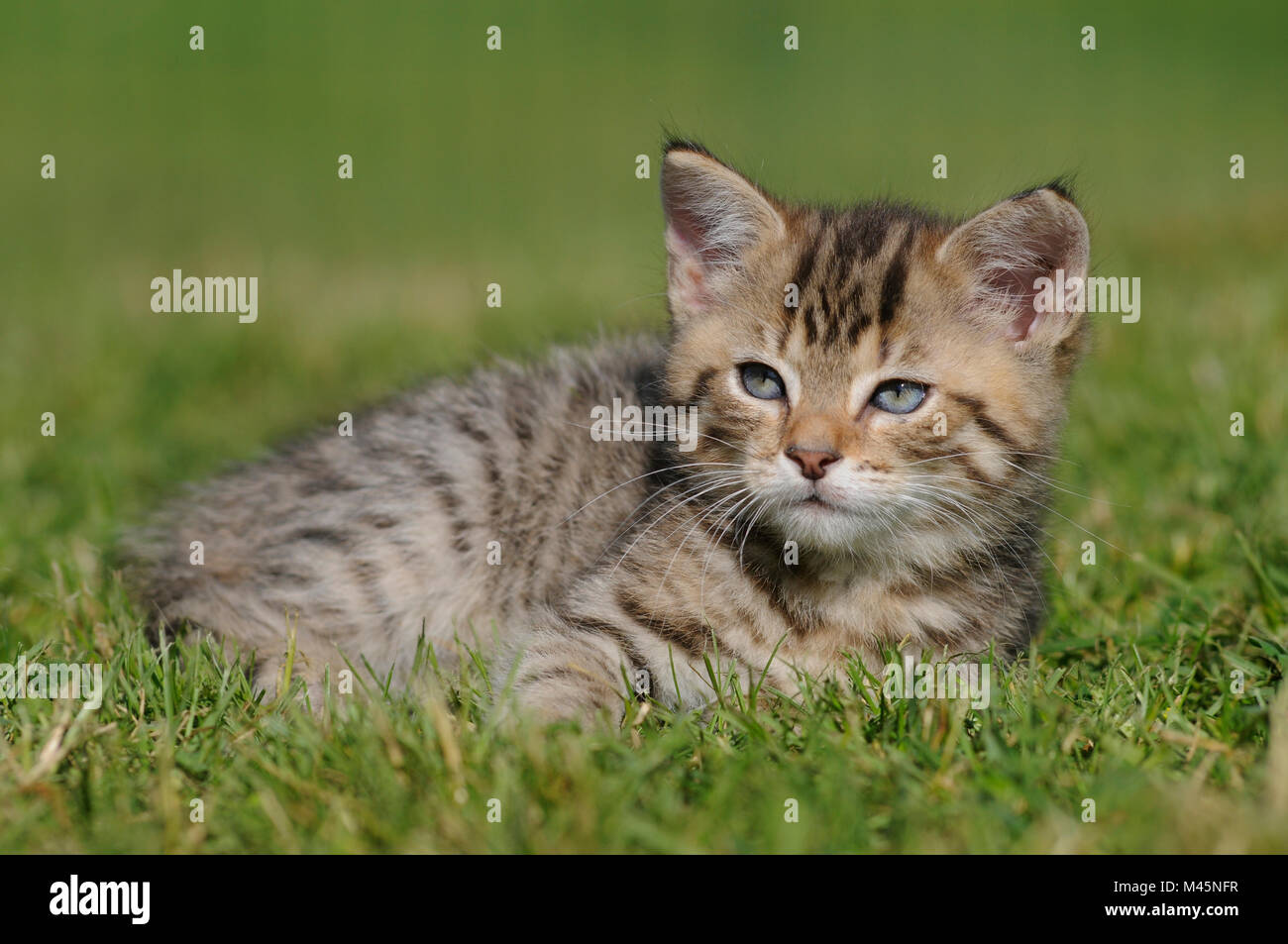 Kitten 8 wochen alt Fotos und Bildmaterial in hoher Auflösung Alamy