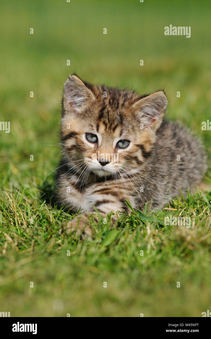 Kitten 8 wochen alt Fotos und Bildmaterial in hoher Auflösung Alamy