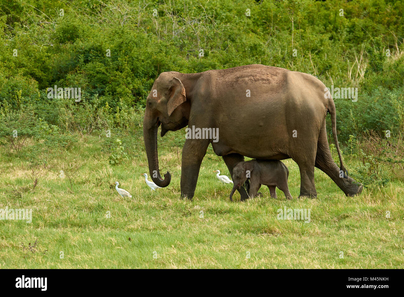 Sri Lankas Elefanten (Elephas Maximus Maximus), Dam mit jungen Tier unter ihrem Bauch, schützende Verhalten Stockfoto