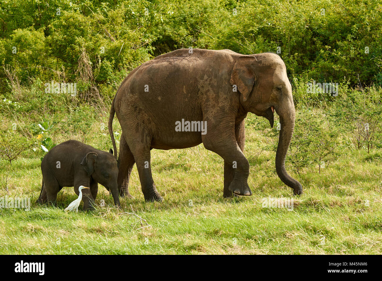 Sri Lankas Elefanten (Elephas Maximus Maximus), Dam mit jungen Tier, Minneriya National Park, Northern Central Province Stockfoto