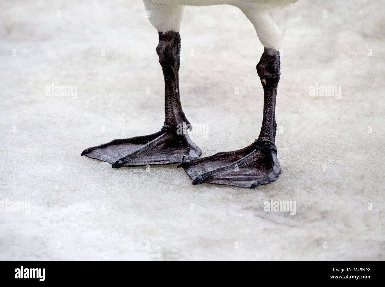 Schwimmhäuten Stockfoto